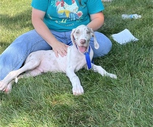 Great Dane Litter for sale in SPRAGGS, PA, USA