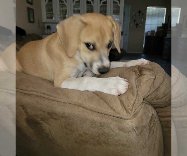 Medium Photo #2 Beagle-Unknown Mix Puppy For Sale in Spring, TX, USA