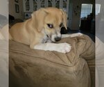 Small #1 Beagle Mix