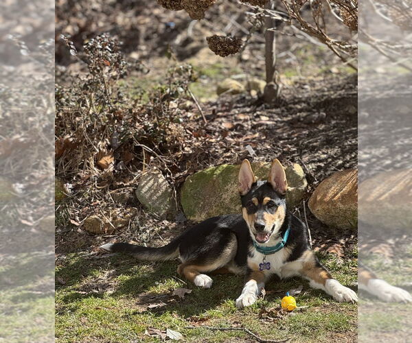Medium Photo #20 Alaskan Malamute-Unknown Mix Puppy For Sale in Oak Bluffs, MA, USA