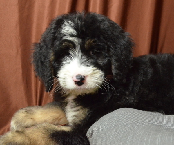 Medium Photo #2 Bernedoodle Puppy For Sale in PATERSON, NJ, USA