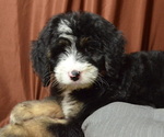 Small Photo #2 Bernedoodle Puppy For Sale in PATERSON, NJ, USA