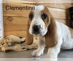 Image preview for Ad Listing. Nickname: Clementine