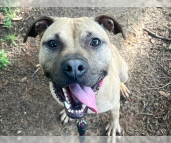 Medium Photo #4 Black Mouth Cur-Unknown Mix Puppy For Sale in Tallahassee, FL, USA