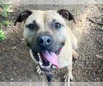 Small #3 Black Mouth Cur Mix