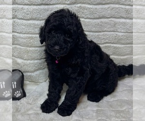 Goldendoodle Puppy for sale in AUBURN, IN, USA