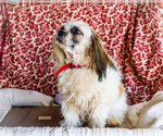 Small #9 Shih Tzu