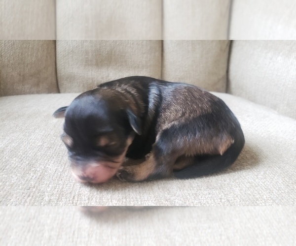 Medium Photo #22 Schnauzer (Miniature) Puppy For Sale in LEESBURG, VA, USA