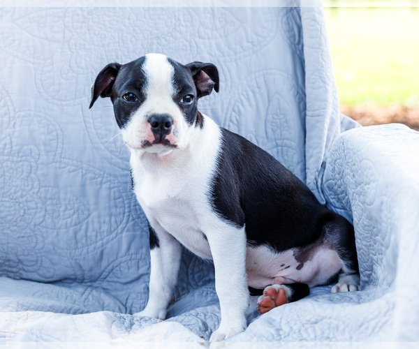 Medium Photo #3 Boston Terrier Puppy For Sale in WAKARUSA, IN, USA