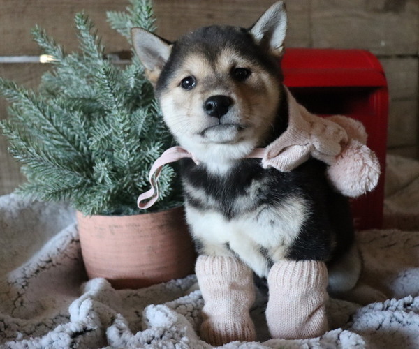 Medium Photo #1 Shiba Inu Puppy For Sale in HONEY BROOK, PA, USA