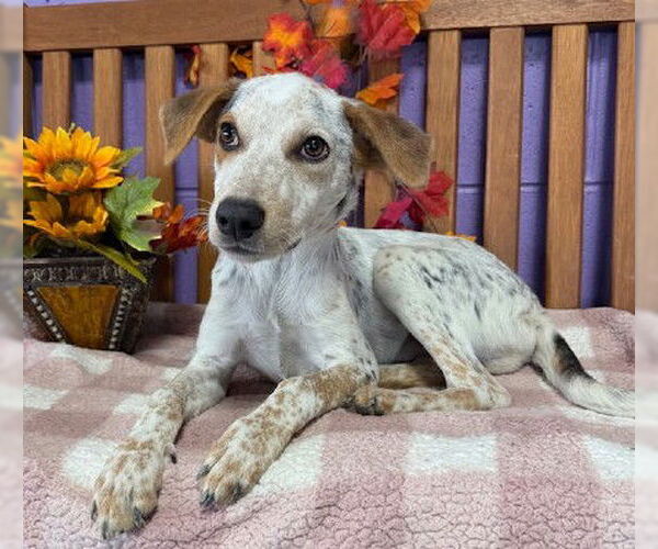 Medium Photo #2 Mutt Puppy For Sale in Genesee, WI, USA