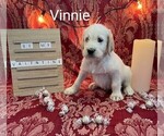 Small Photo #4 Labradoodle Puppy For Sale in MUNCY, PA, USA
