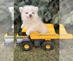 Small #3 Pomeranian