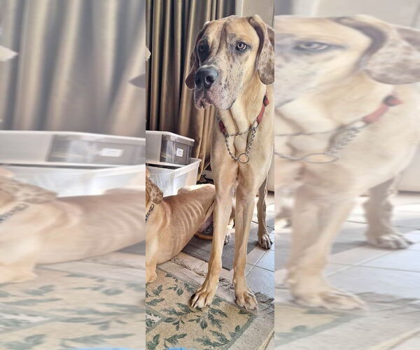 Medium Photo #5 Great Dane Puppy For Sale in Bullard, TX, USA