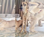 Small #4 Great Dane