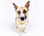 Small #5 Siberian Husky Mix