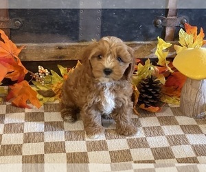 Cavapoo (Miniature) Puppy for sale in FULTON, KS, USA
