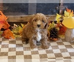 Image preview for Ad Listing. Nickname: Max