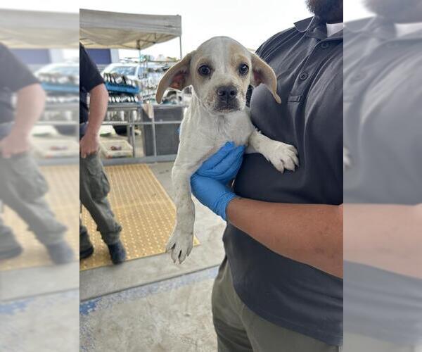 Medium Photo #1 Mutt Puppy For Sale in Bakersfield, CA, USA