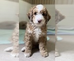 Puppy 6 Aussie-Poo-Miniature Bernedoodle Mix