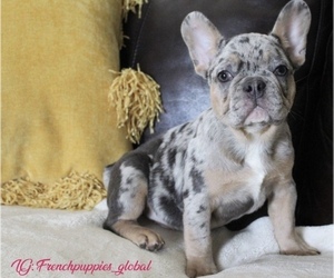 French Bulldog Puppy for sale in SALEM, OR, USA
