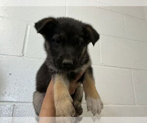 German Shepherd Dog-Unknown Mix Dogs for adoption in San Bernardino, CA, USA