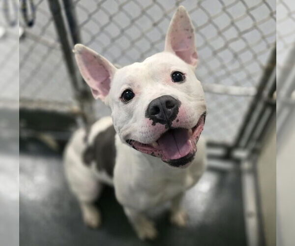 Medium Photo #1 American Pit Bull Terrier Puppy For Sale in Glen Allen, VA, USA