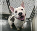 Small American Pit Bull Terrier
