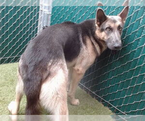 German Shepherd Dog Dogs for adoption in Downey, CA, USA