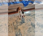 Small Photo #2 Beagle-Unknown Mix Puppy For Sale in Greenville, SC, USA