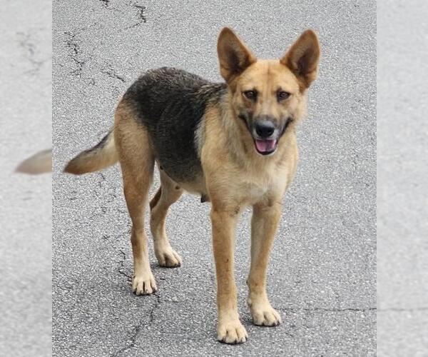 Medium Photo #1 German Shepherd Dog-Unknown Mix Puppy For Sale in San Antonio, TX, USA