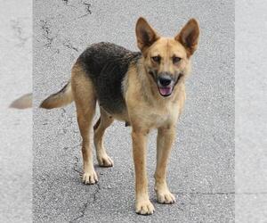 German Shepherd Dog-Unknown Mix Dogs for adoption in San Antonio, TX, USA