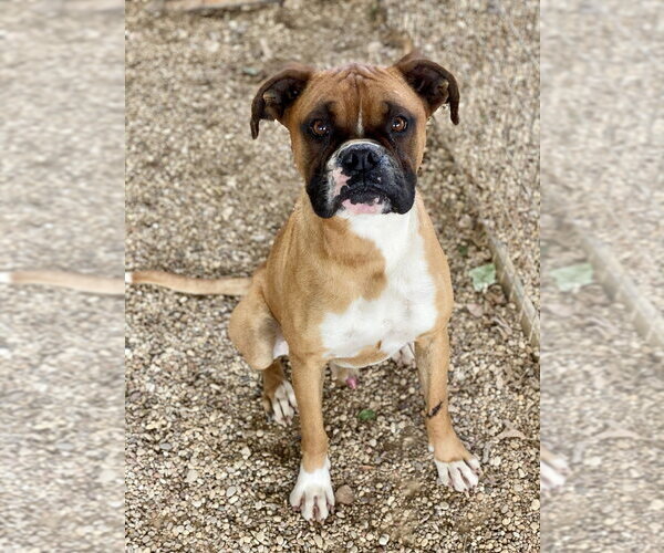 Medium Photo #5 Boxer Puppy For Sale in Austin, TX, USA