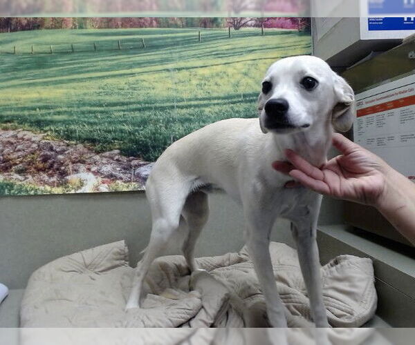 Medium Photo #1 Italian Greyhound-Unknown Mix Puppy For Sale in Moreno Valley, CA, USA