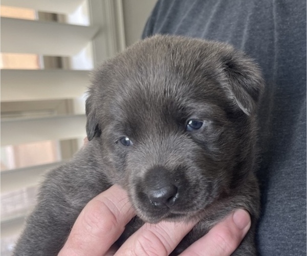 Medium Photo #3 Labrador Retriever Puppy For Sale in QUEEN CREEK, AZ, USA