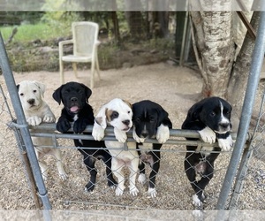Boxweiler Litter for sale in BUXTON, OR, USA