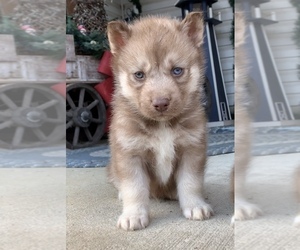 Siberian Husky Puppy for sale in BEAVER, OH, USA