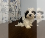 Small #4 Havanese