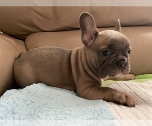 French Bulldog Puppy for sale in DALLAS, NC, USA