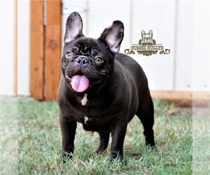 Mother of the French Bulldog puppies born on 09/18/2021