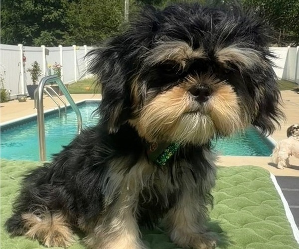 Medium Photo #2 Shih Tzu Puppy For Sale in BURLINGTON, NC, USA