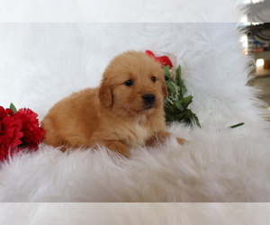 Golden Retriever Puppy for sale in SHILOH, OH, USA