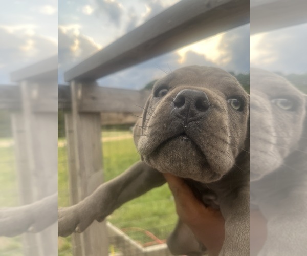 Medium Photo #4 Cane Corso Puppy For Sale in CROSS HILL, SC, USA