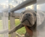Small #3 Cane Corso