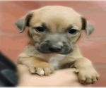 Small #3 Borador