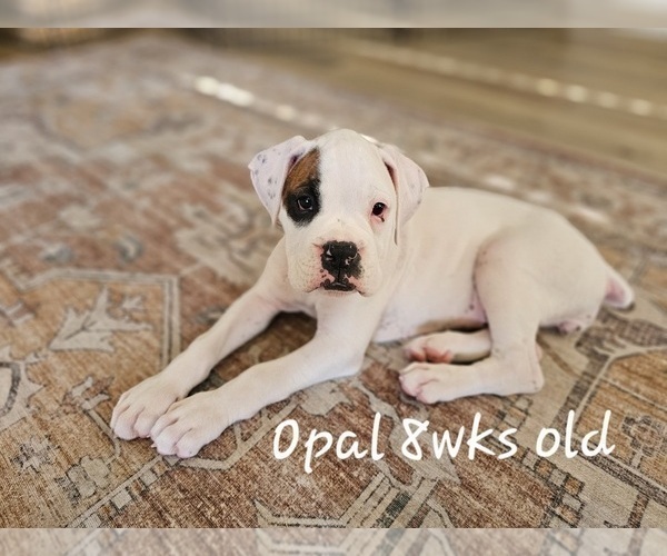 Medium Photo #3 Boxer Puppy For Sale in COMMERCE CITY, CO, USA