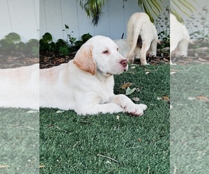Labrador Retriever Puppy for Sale in TAMPA, Florida USA