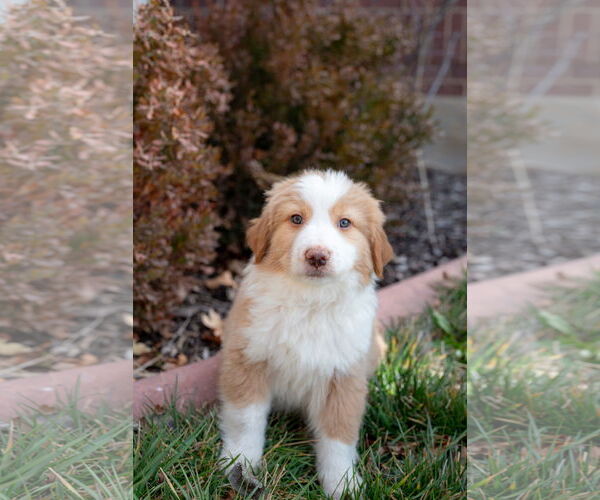 Medium Photo #3 Collie-Unknown Mix Puppy For Sale in Sandy, UT, USA