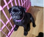 Small #9 Pug