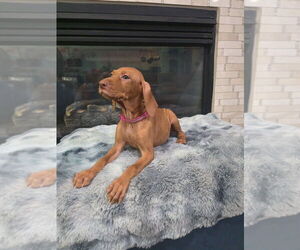 Vizsla Puppy for Sale in CROWLEY, Texas USA